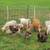 Electric Fence Netting PermaNet Plus 12/48/3 100' x 48" double spike 2 thumbnail