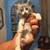 Kitten grey and white 1 thumbnail