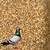 Pigeons and Birds Feed 2 thumbnail