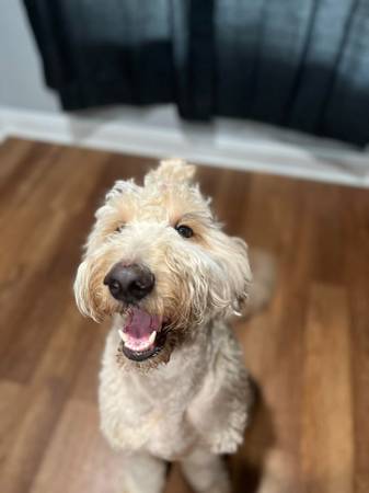 Goldendoodle 1