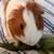 Female Guinea Pigs 4 thumbnail