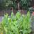 Canna Lily Bulbs & Plants 1 thumbnail