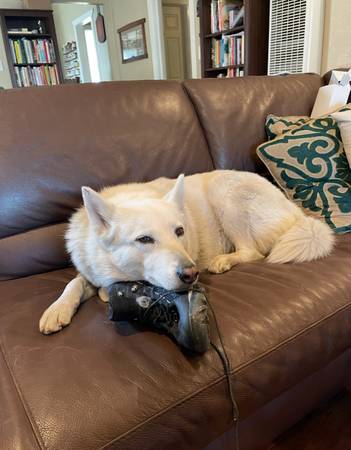 Rehoming White Husky Mix 1