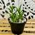 Tiger Tooth Aloe Plant in 3.5 in Pot 3 thumbnail