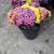 Multi-Colored Potted Chrysanthemums 3 thumbnail