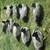 Bluebill Duck Decoys 3 thumbnail
