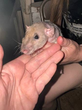 Juvenile Rat females (Kennewick)63896661822338123