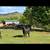 Bred cows 3 thumbnail