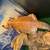 Bearded dragon 3 thumbnail