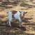 Nigerian dwarf buckling 2 thumbnail
