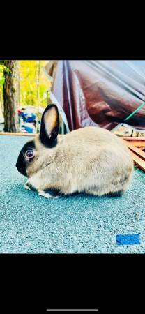 Rare American Sable Rabbit 1