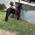 Frisian  Horse 2 thumbnail