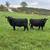 Bred Cows 1 thumbnail