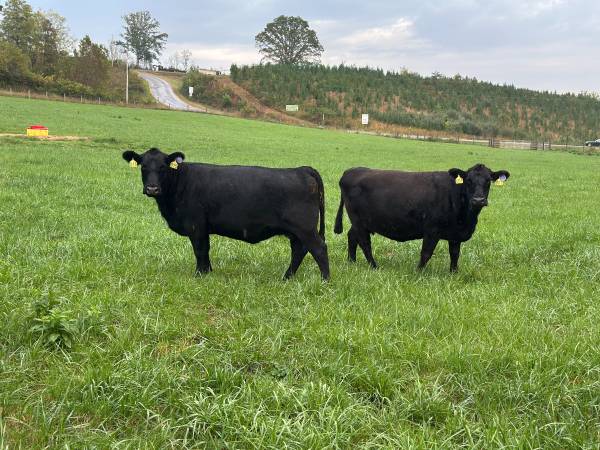 Bred Cows 1