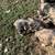 IPP Piglets 4 thumbnail