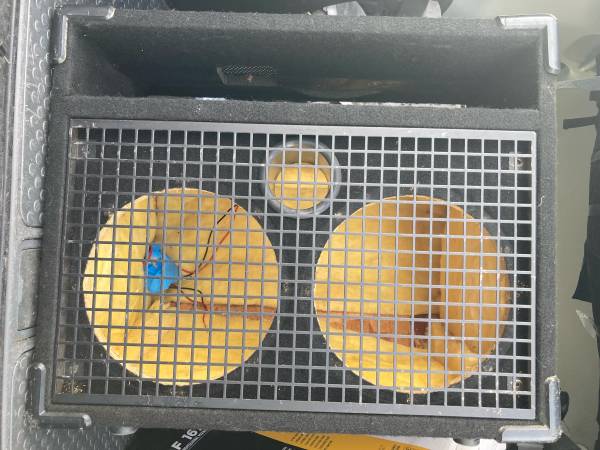 Gallien Krueger EMPTY 2-10” cabinet 1