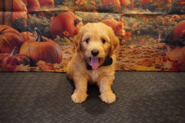 Machos golden retriever (porter)63859314230401122