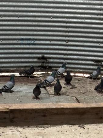 Pigeons For Sale - $8