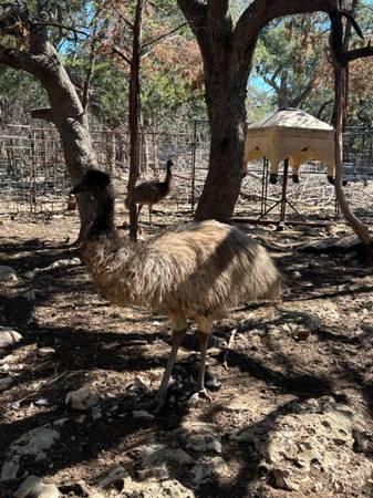Emu pair 1