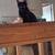 Lost Cat 9/14/25 near Glenn&Palo Verde (midtown) 4 thumbnail