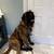 Looking for brindle mastiff 1 thumbnail