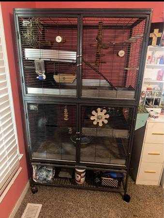 Chinchilla pair and cage