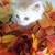 Siberian/Ragdolls 3 thumbnail