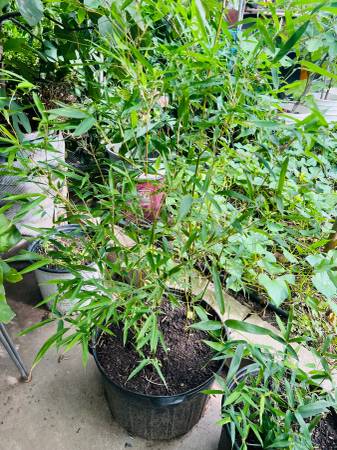 Healthy green bamboo plant 1