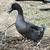 Runner Ducks 4 thumbnail