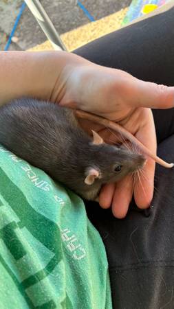 Rehoming rats 1