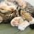 two zero six 9902932 kittens 2 thumbnail