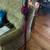 Dyson V7 Motorhead – Mint Condition + Extra Attachments 2 thumbnail