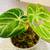 Plants 7 thumbnail