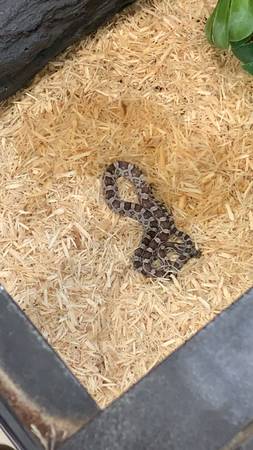 I have a baby corn snake up for grabs if you’re interested text me 1