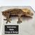 Geckos 8 thumbnail