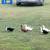 Ducks. 1 thumbnail