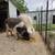 Feeder Piglets in Marmaduke-NO HOLDS 5 thumbnail