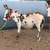 Mini Cattle and Mini Donkeys 16 thumbnail