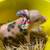 Mini Pigs 1 thumbnail