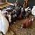 Beautiful homing pigeons. 2 thumbnail