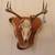 Deer skull cleaning European mount; $150 3 thumbnail