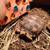 Sulcata tortoise 1 thumbnail