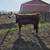 Polled Hereford Yearling Bull 3 thumbnail