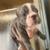 Frenchbulldog 3 thumbnail
