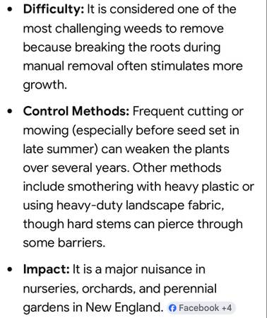 Mugwort - Some More Fun Facts 1