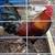 Beautiful, strong cross roosters 4 thumbnail