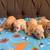 Toy Poodle 4 thumbnail