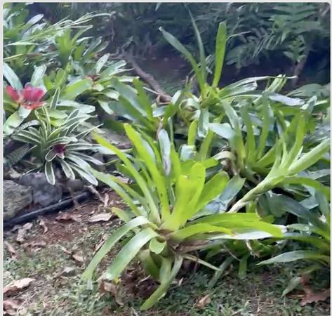 bromeliad 1