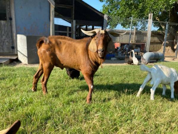 Goats for sale (Lyon)63625228976643121