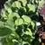Water Plants - Misc 5 thumbnail